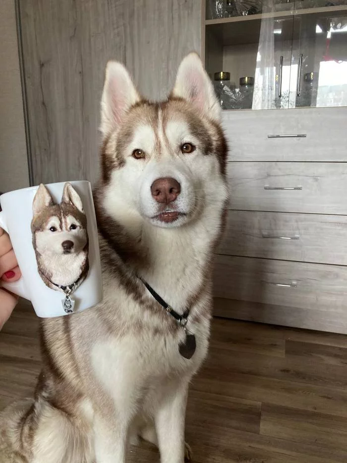 Mug with husky - My, Husky, Dog, Mug with decor, Needlework with process, Video, Longpost