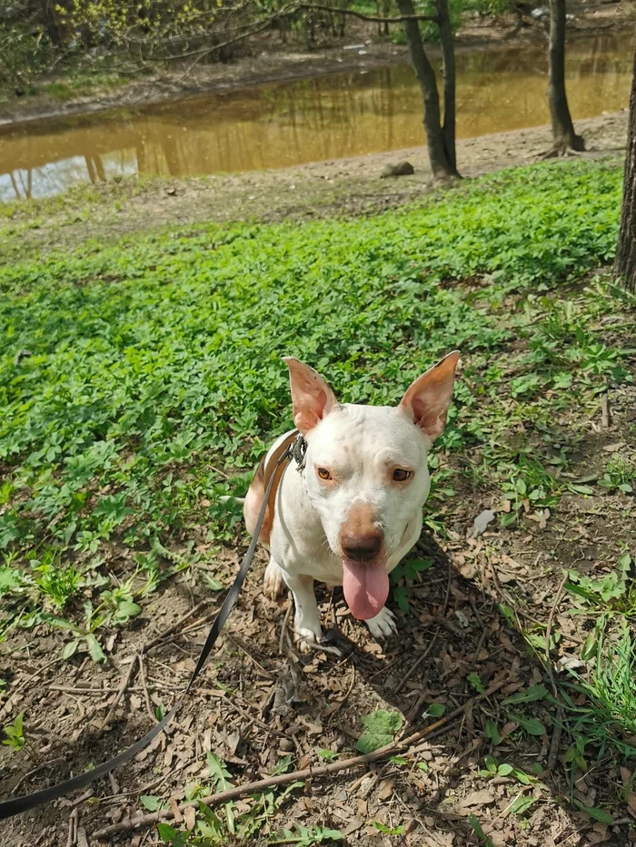 The answer to the post “Let's beat the cats together! Give me a dog!)  - My, Dogs and people, Dog, Amstaff, Pitbull, Saint Petersburg, Found a dog, Reply to post, Longpost