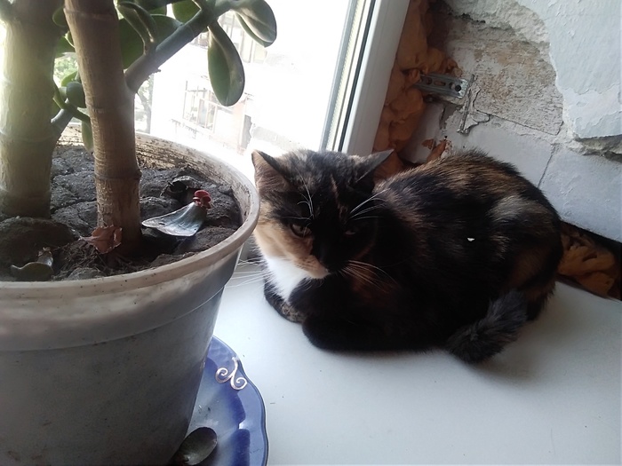 У моей кошки сегодня день рождения!