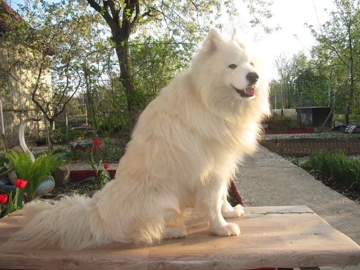 Samoyed in the country - My, Samoyed, Dog North, Volzhsky, Dog