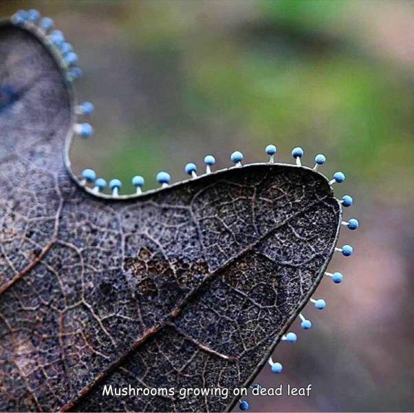 Saprotrophic fringe - Mushrooms, Sheet, Botany, The photo