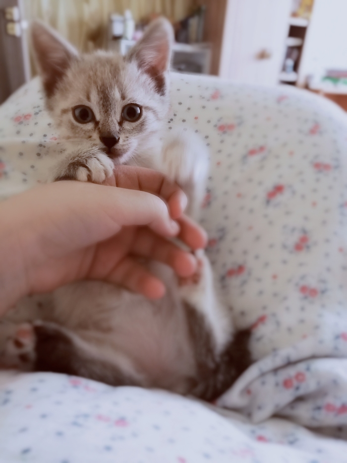 - Помаши лапкой в камеру