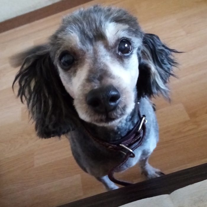 Ответ на пост «Победим котиков вместе! Даешь собакена!)»