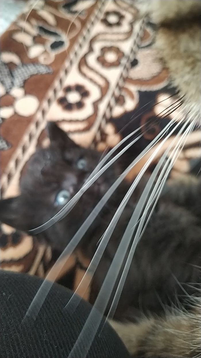 Воспитание