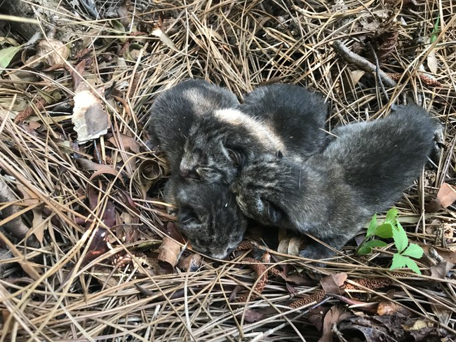 Newborn lynxes on an American island - Lynx, Small cats, Cat family, Predator, Wild animals, USA, South Carolina, Island, , Ecology, Biologists, Research, The national geographic, wildlife, Animals, East Coast, Scientists, Video, Longpost