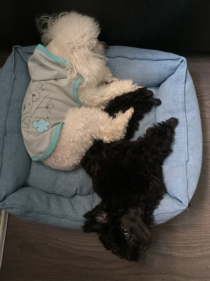 Cramped but so comfortable - My, Poodle, Toy Poodle, Dog, The photo, Pets