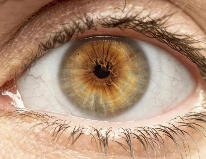 You are blind for about 40 minutes a day - Facts, Eyes, , Repeat