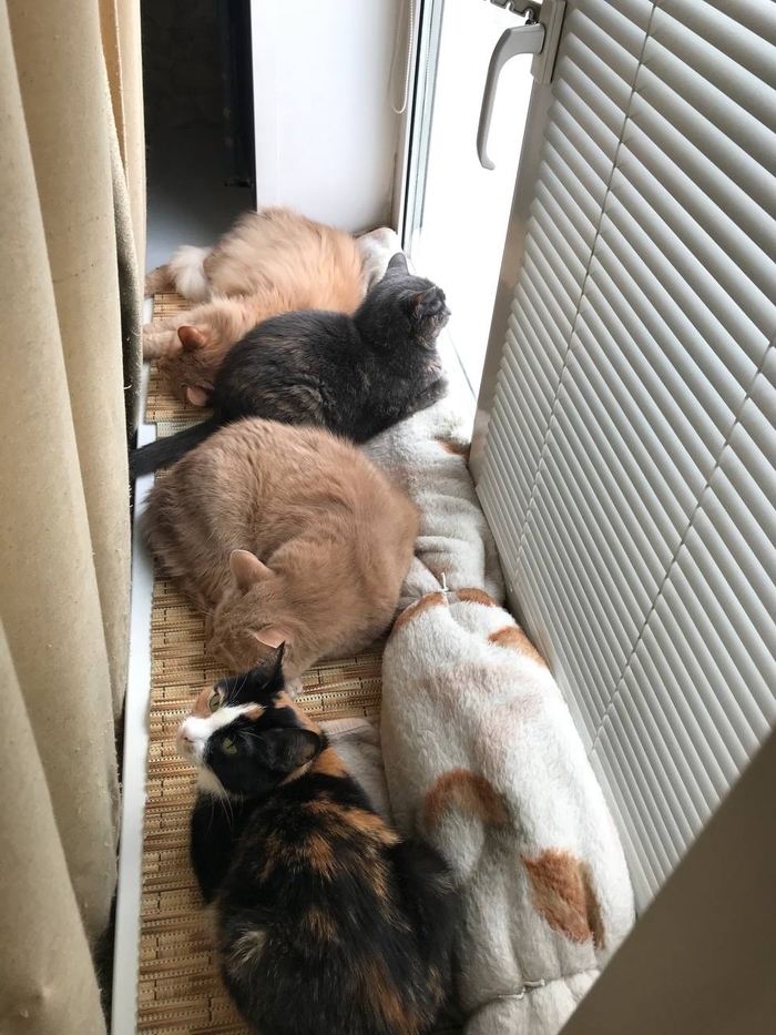 ������ ������ ������