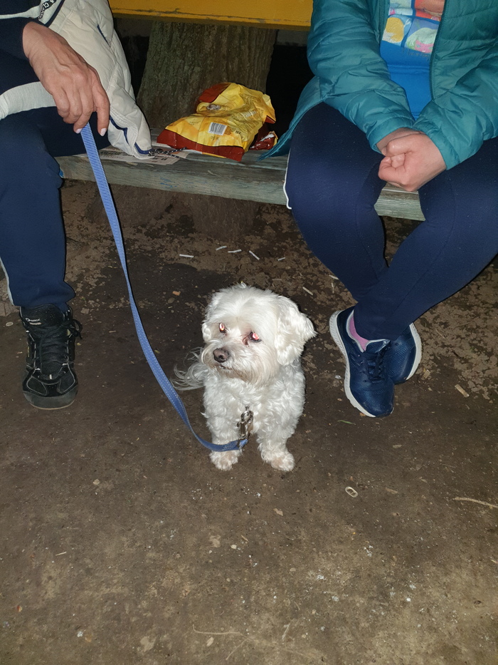 Собаки, так собаки