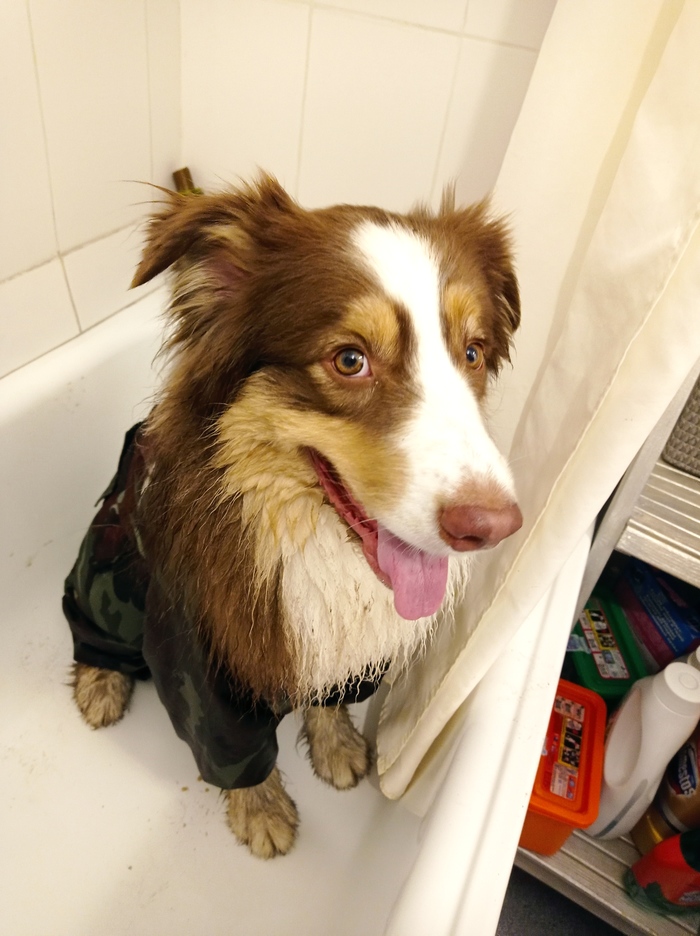 ����� ��������