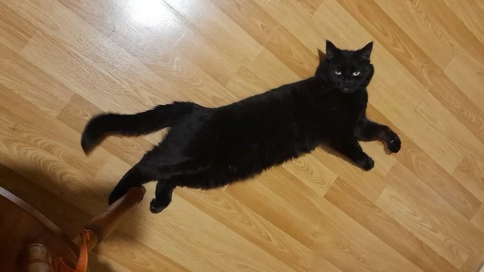 In the wake of posts dogs against cats ... - A wave of posts, My, cat