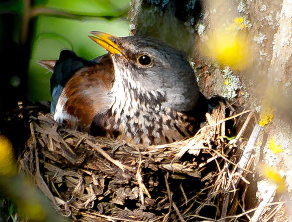 THROZD-ROABINNIK - My, The photo, Birds, Thrush, Longpost