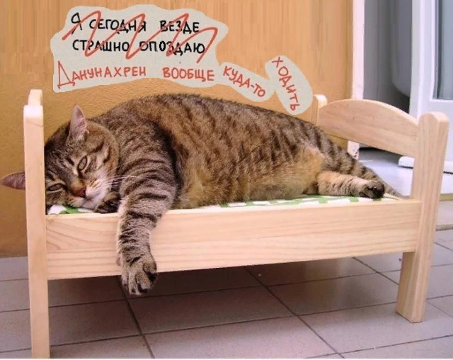 Saturday... - Humor, cat, Weekend, Bed, Fat cats