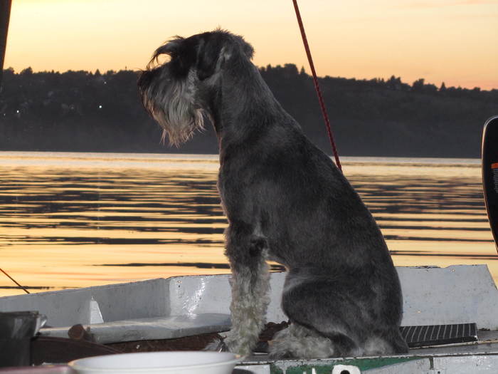 � ��������� ����