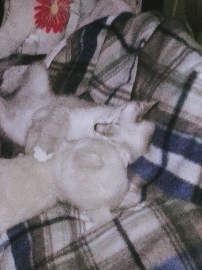 Утренний сон