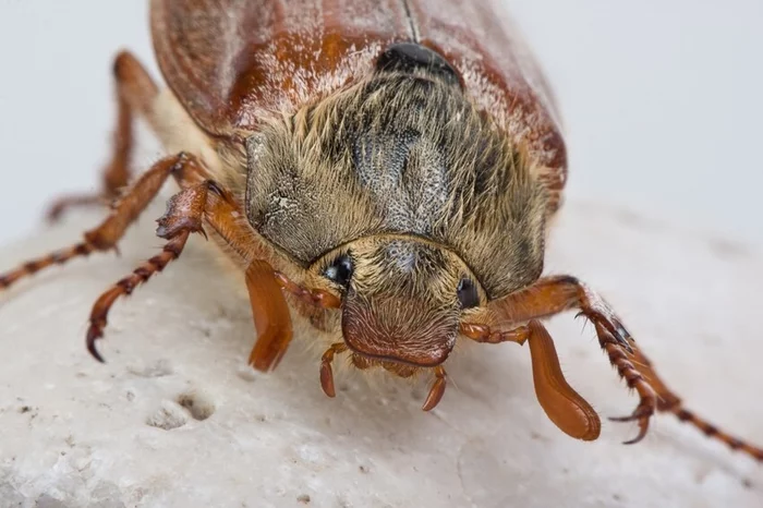 Without it, spring is not spring: the main insect of May - Insects, Жуки, Chafer, Longpost