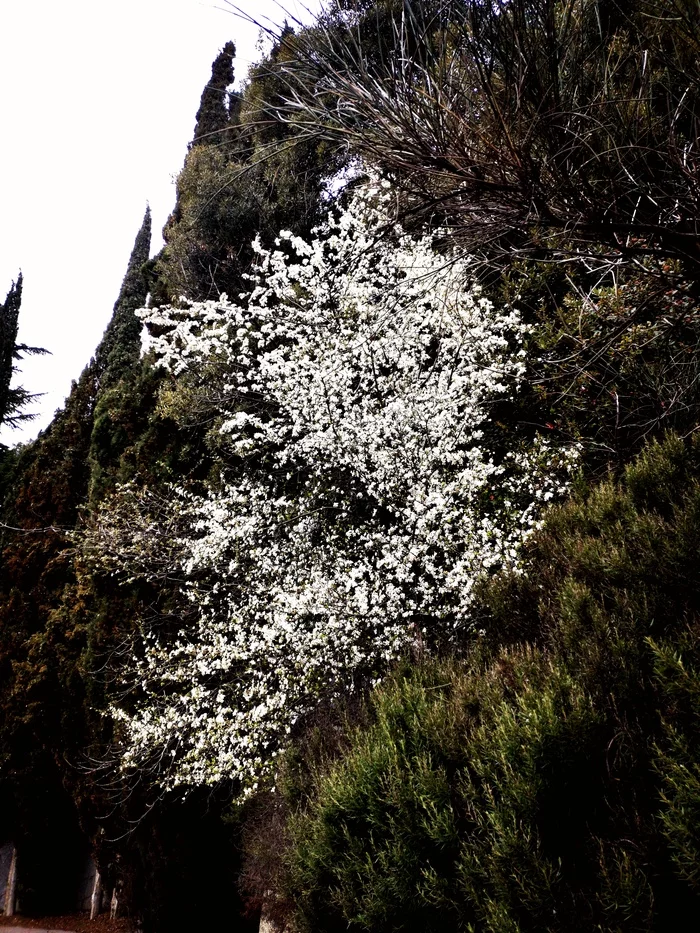 white bloom - My, Mobile photography, Apple tree, Bloom