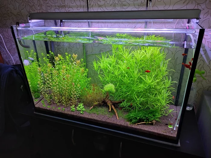 It's Haircut Time - My, Aquarium, Plants, Longpost