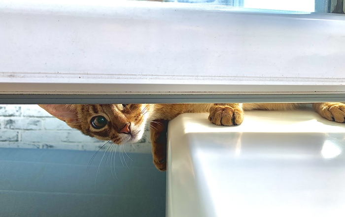 Есть что покушоц?