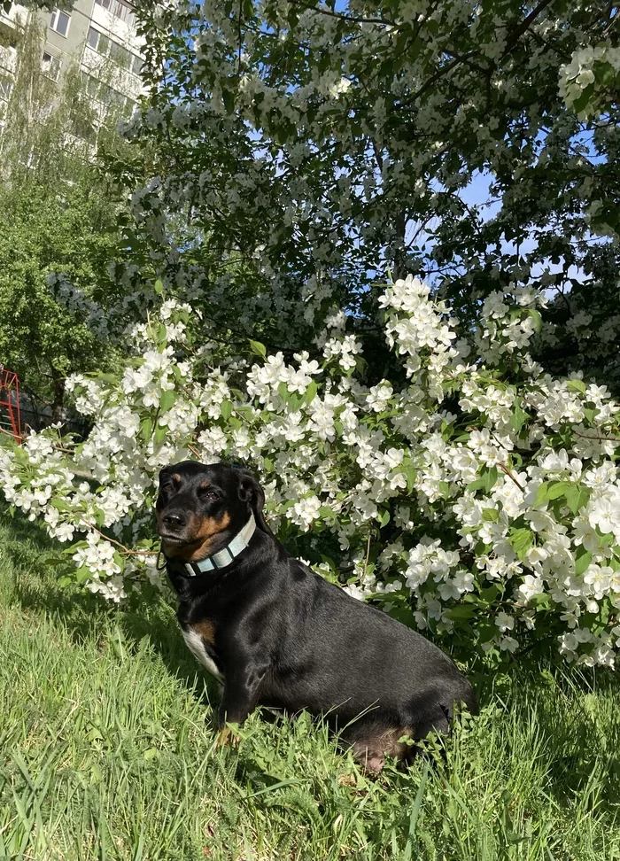 Another dog! - My, Dog, Dachshund