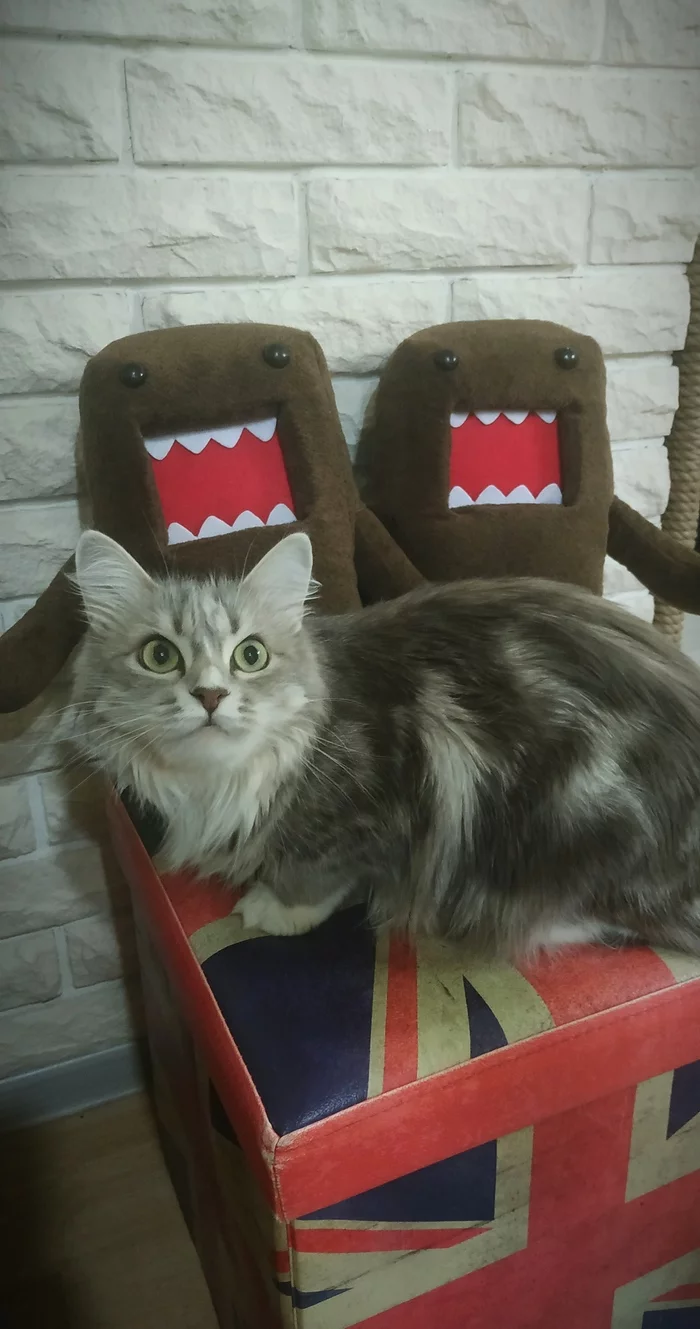 Kote - My, cat, Domokun