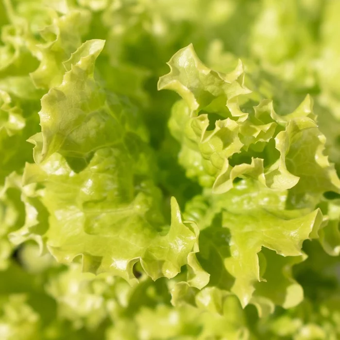 spring harvest - My, Salad, Food, The photo, Spring, Garden, Harvest