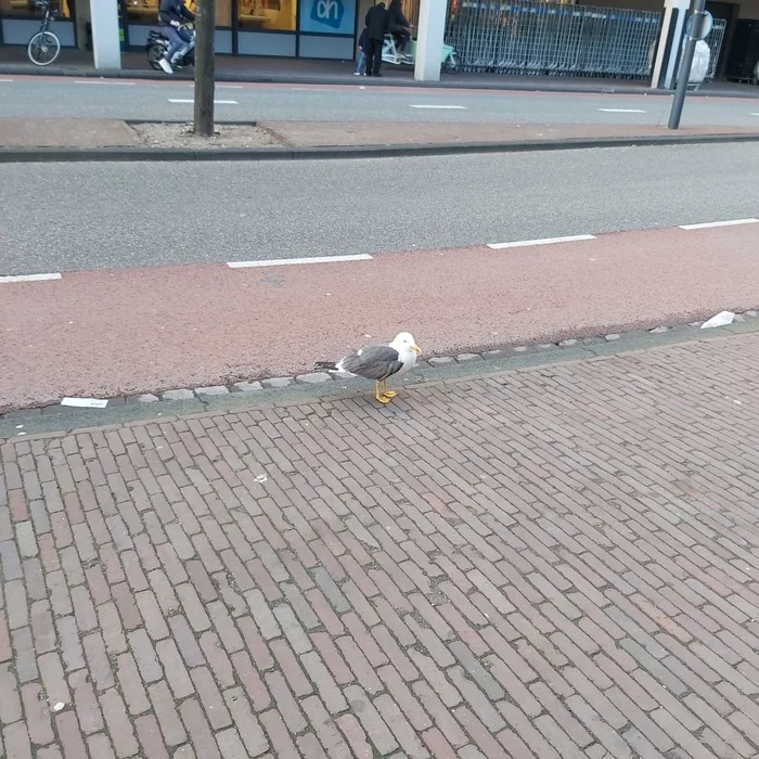Symphony of paving slabs - My, Netherlands, Paving slabs, Road repair, Leiden, Video, Longpost, Netherlands (Holland)