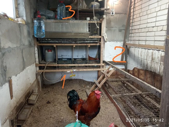 Need chicken coop advice - My, Сельское хозяйство, Hen, Chicken coop, Farm