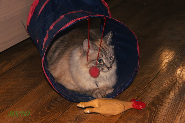 Наш домашний любимец