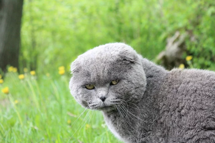 Universal sadness - My, cat, The photo, Canon 600D, Fat cats, Sadness, Photographer, British cat