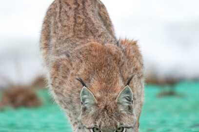Rare photographs of the lynx managed to be taken by a volunteer of the Kronotsky Reserve - Lynx, Small cats, Cat family, Predator, Wild animals, The photo, Kamchatka, wildlife, , beauty of nature, Kronotsky Reserve, Reserves and sanctuaries, Animals, Longpost