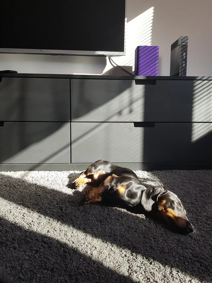 Sun + Rug = Silence at Home - My, Dachshund, Dog, Carpet, Dream, The sun