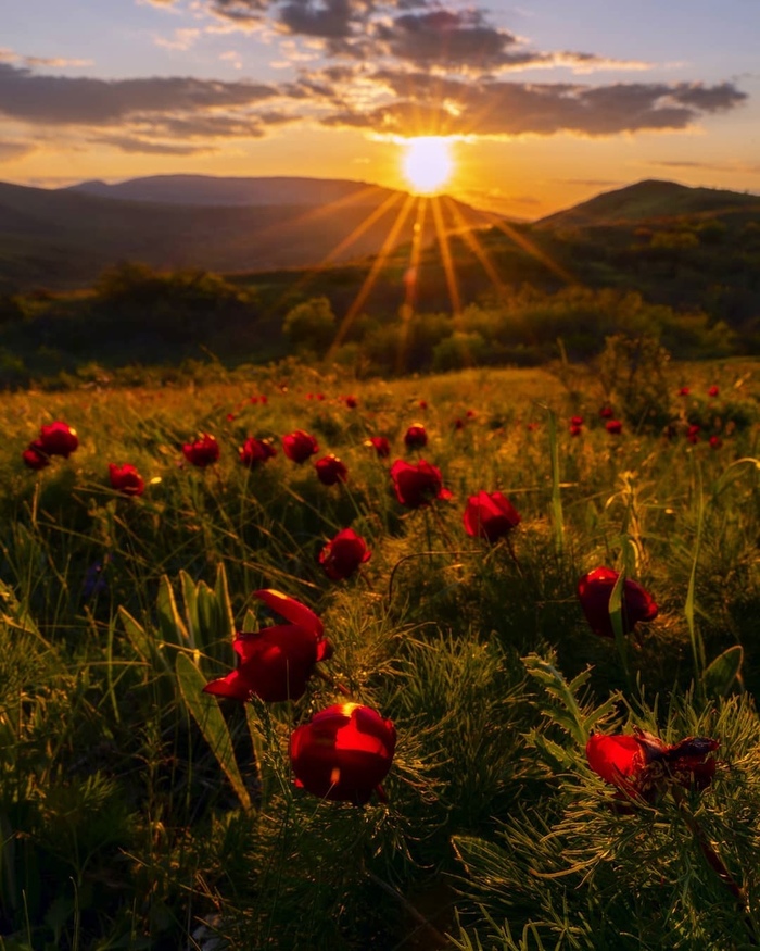 Пион тонколистный, Крым