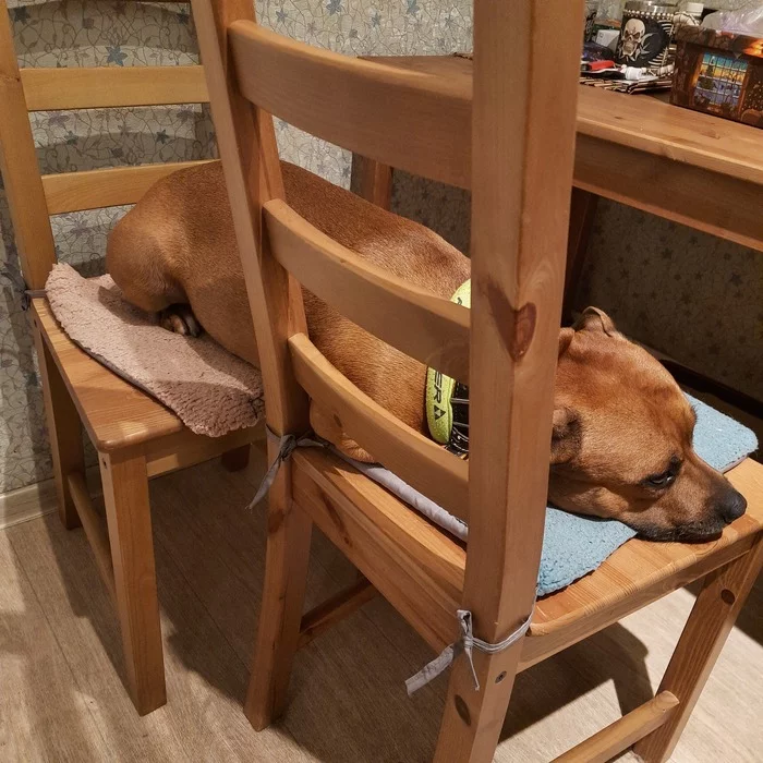 Samael - A wave of posts, Longpost, Dog, Dogs versus cats, My