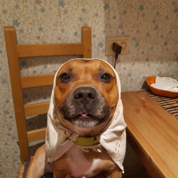 Samael - A wave of posts, Longpost, Dog, Dogs versus cats, My