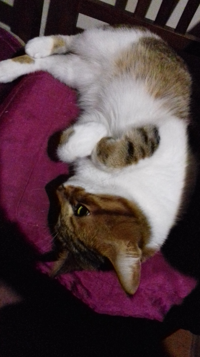 За котов, но не против собак