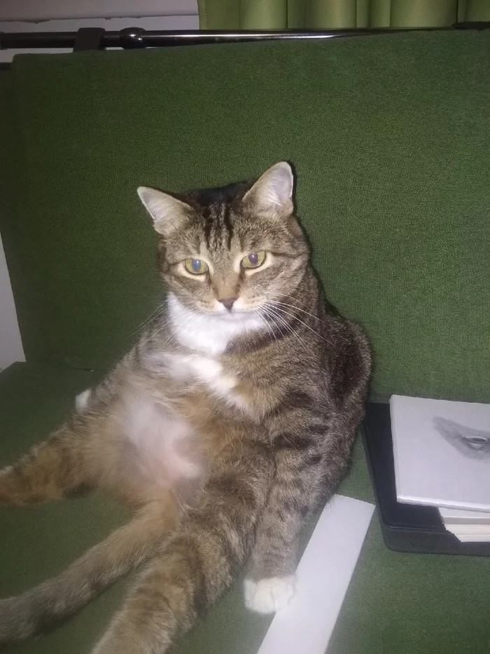 Everyone shows their pussies and I will show - My, Fat cats, Pets, cat
