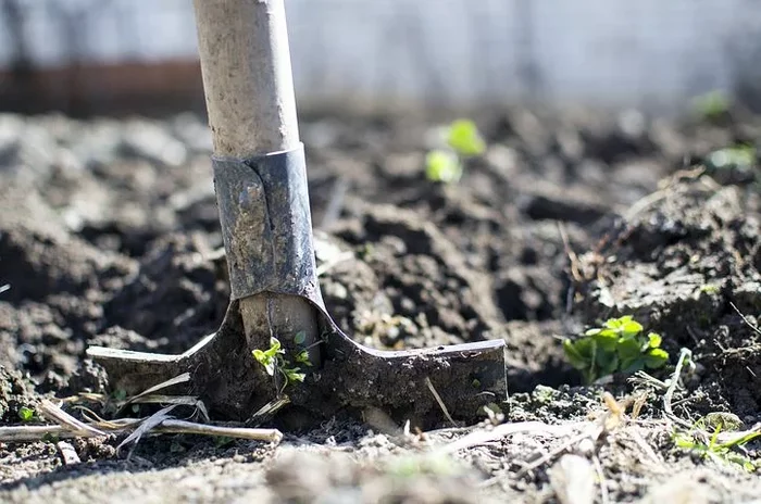 Don't dig! - My, Garden, Garden, Dacha, Vegetables, Seedling, Plants, Village, Video, Longpost