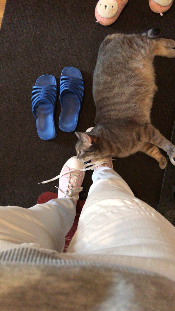 На волне битвы котиков и песиков