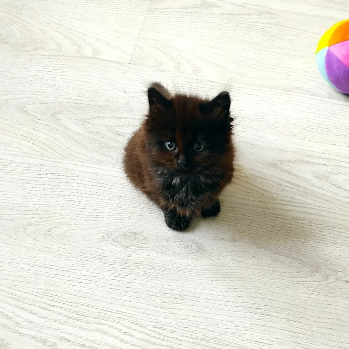 I am horrific, I am darkness, I am a lump of dust from under the sofa! - My, cat, Dogs versus cats, Kittens, Longpost, It Was-It Was, A wave of posts