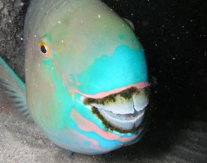 Parrotfish: Sleeps in a thick suit of slime, its beak crushes coral and its secretions create sand - Animals, A fish, Yandex Zen, Longpost, Animal book, Parrotfish