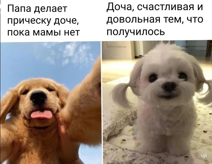 Dad can - Прическа, Father, Daughter, Humor, Images, Dog, Pets, Picture with text
