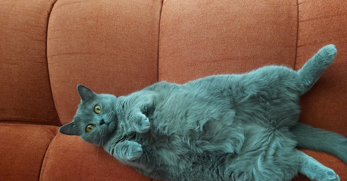 Cat sofa оригинал купить