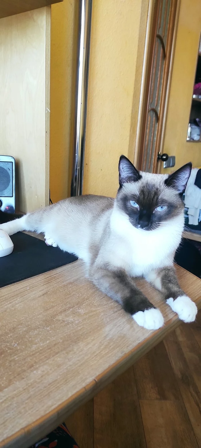 Cats vs. dogs - My, cat, Dogs versus cats, Longpost, A wave of posts