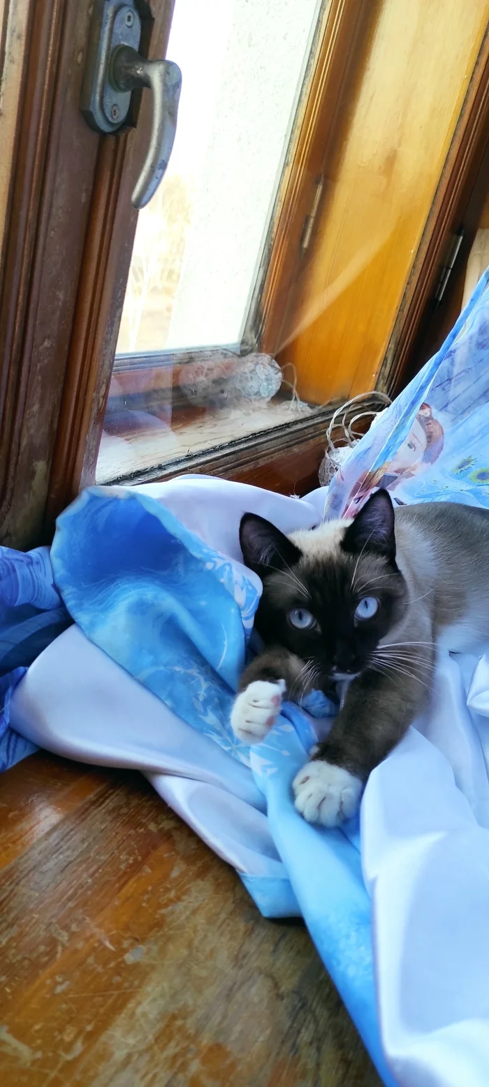 Cats vs. dogs - My, cat, Dogs versus cats, Longpost, A wave of posts