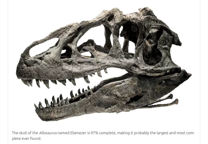 Allosaurus skull - Dinosaurs, Allosaurus, Fossils, Paleontology, Scull