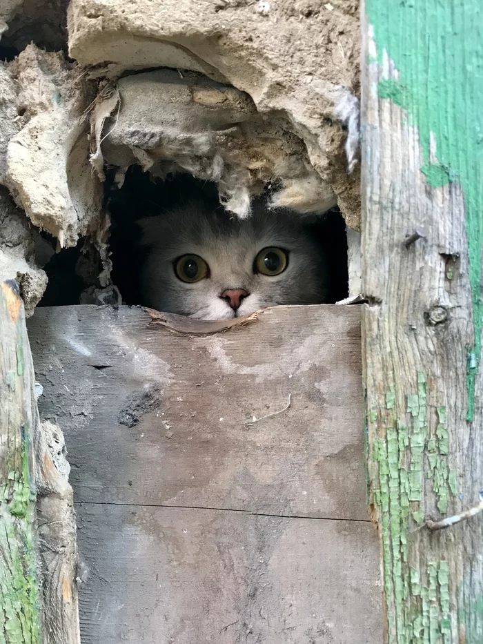 My slacker - My, cat, The photo, Hole