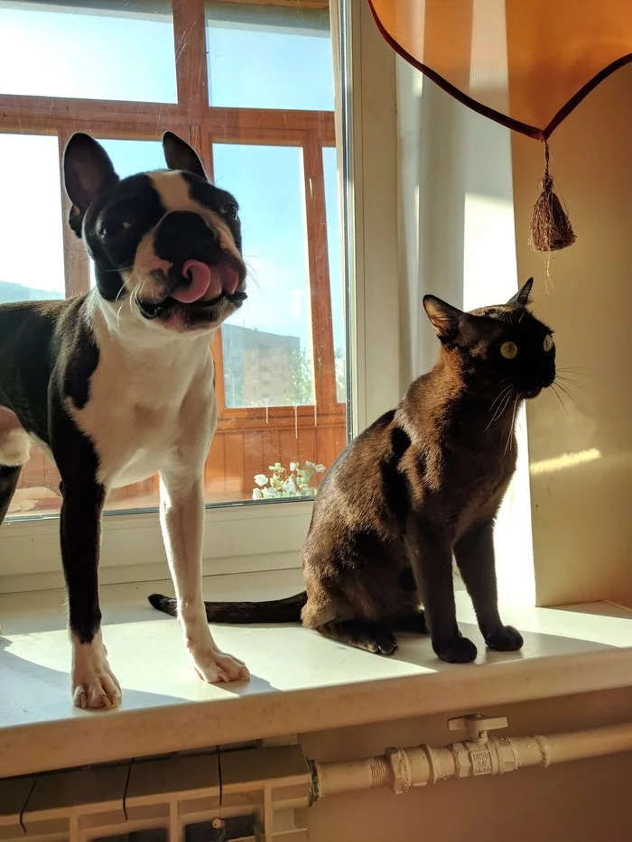 There are two fighters in the meow woof army - My, Dogs versus cats, Burmese, Boston Terrier, Longpost, A wave of posts, cat, Cats and dogs together, Dog