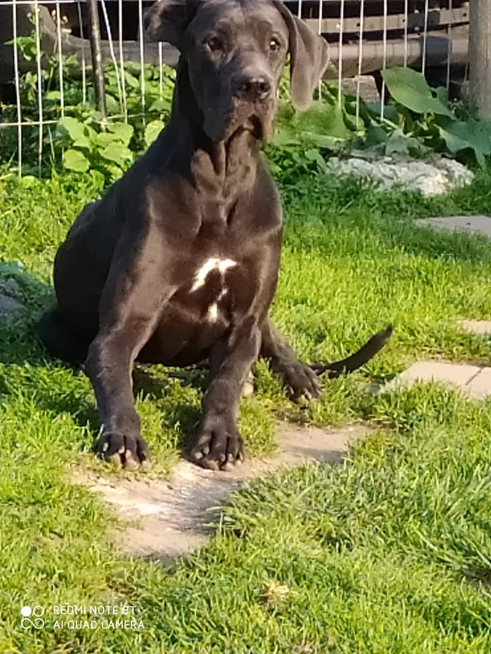 My Chuchundras - My, Dog, Great Dane, Longpost