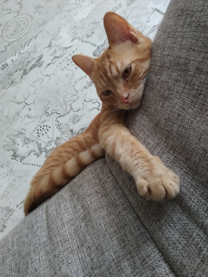 В битву вступают рыжие